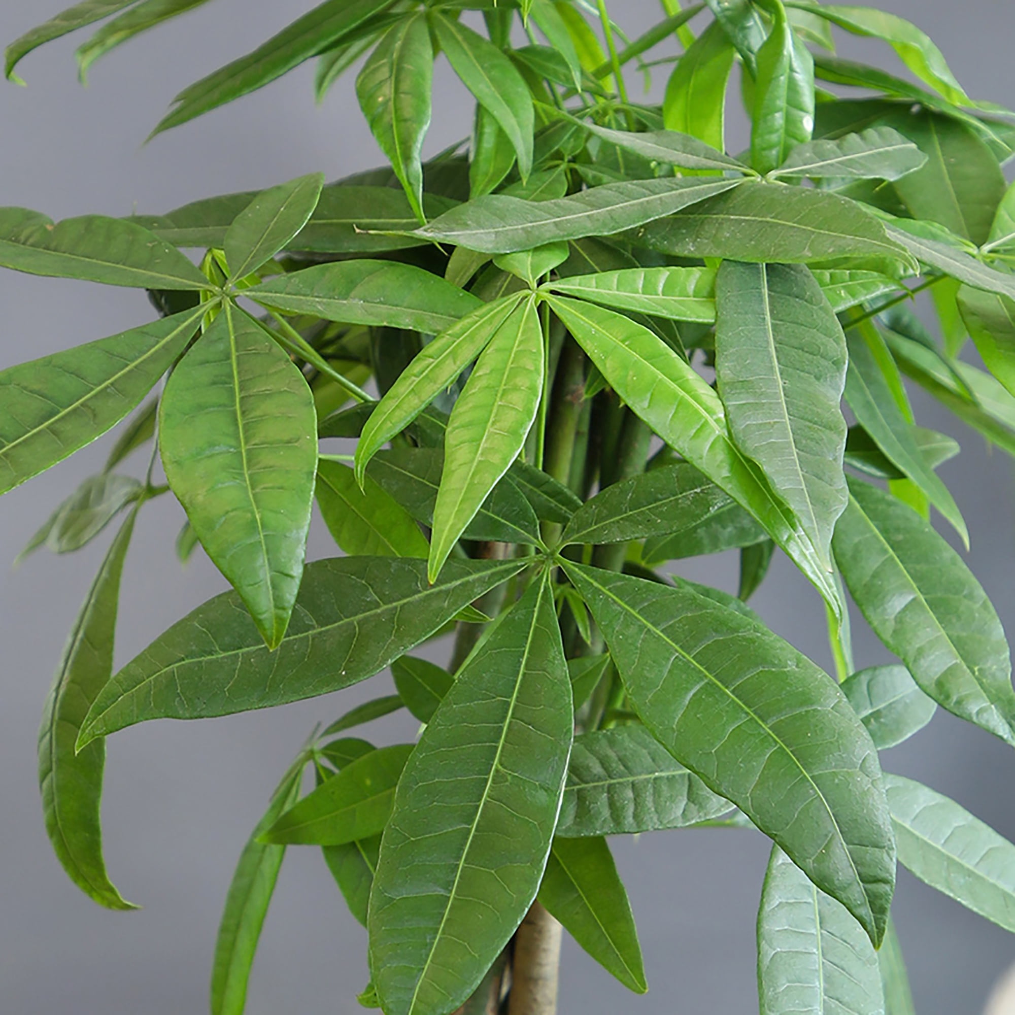 Braided Money Tree | Pet-Safe Houseplant | 6in Decor Pot; Indirect Light | Element by Altman Plants