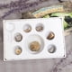 thumbnail image 2 of 7 Piezas Muestras De Minerales Fósiles Y Rocas De Colección Con Caja De Almacenamiento, De Para Adultos Hugo Colección Rock y Mineral, 2 of 10