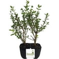 thumbnail image 2 of Serissa Foetida White Flower Snowrose, Tree of a Thousand Stars, Starter Plant, Lot of 2, 2 of 7