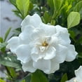 thumbnail image 5 of August Beauty Gardenia - Gardenia jasminoides 'August Beauty', 5 of 8