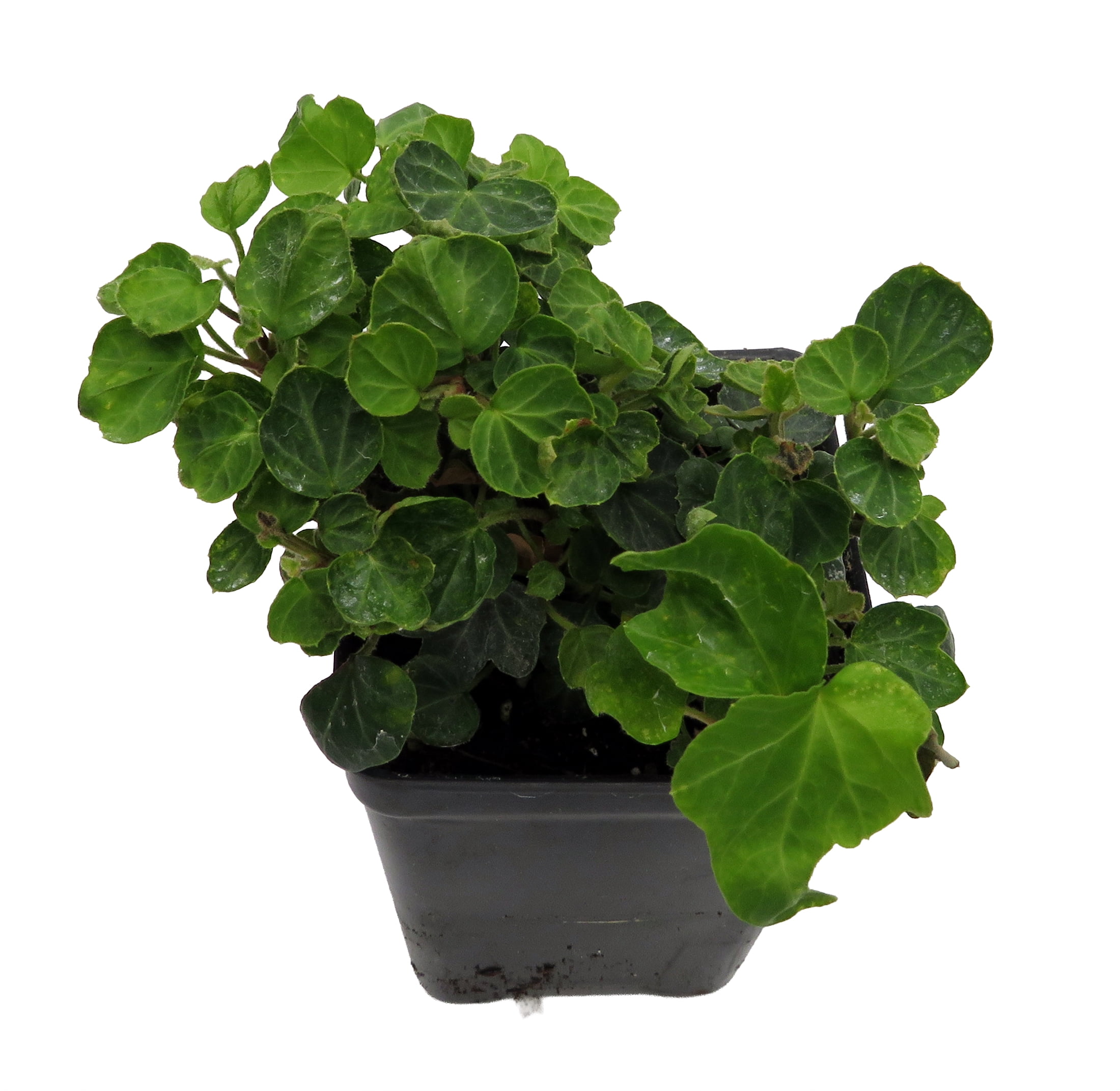 Hirt's Gardens Peter Pan English Ivy 2.5