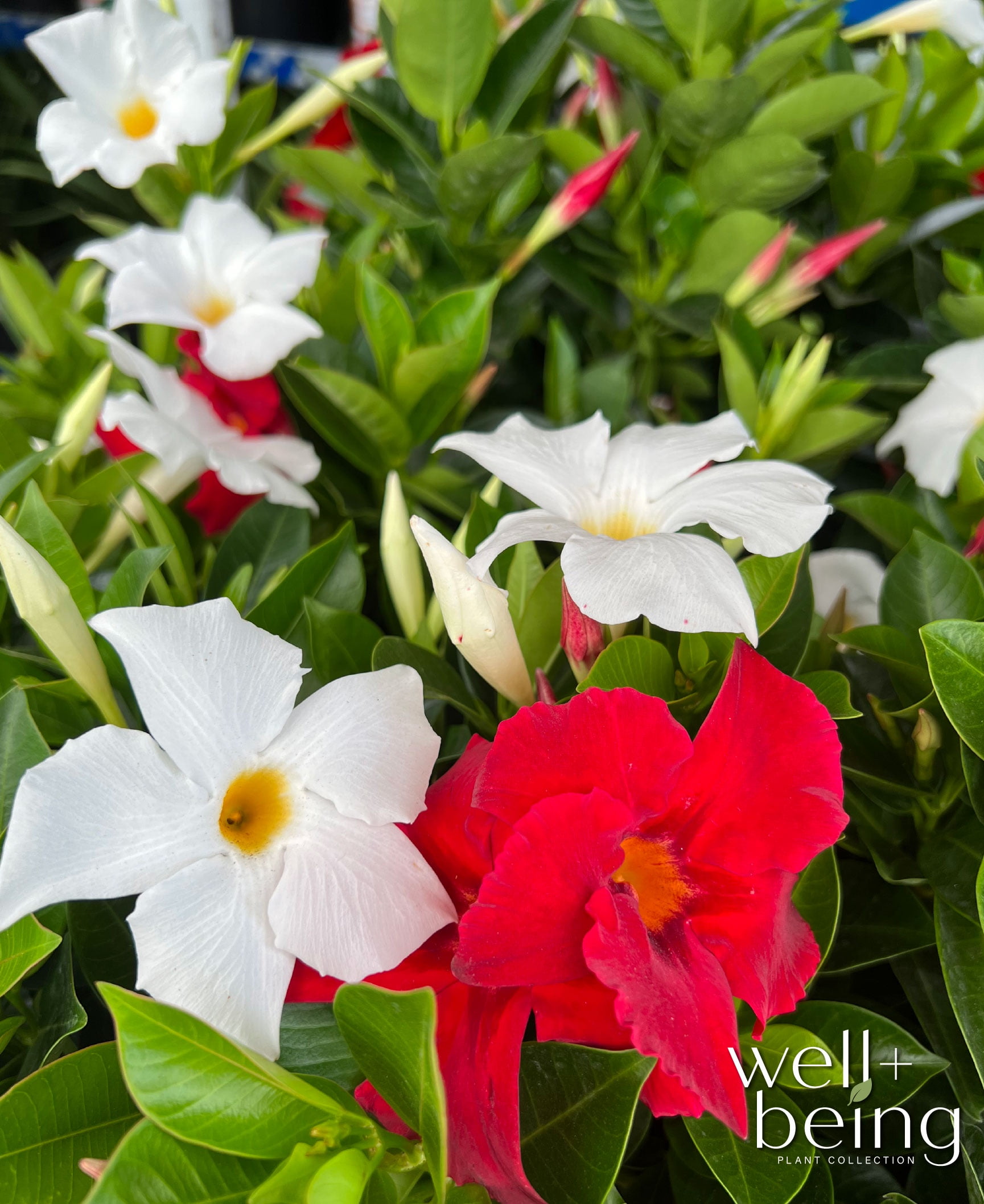 Nature's Way Farms Mandevilla Bella Duo Red/White Bush Live Plant (25-30 in. Tall) in Grower Pot May Ship Without Flowers