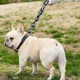 thumbnail image 2 of Correas Para Perros Cadenas Para Perros Correas De Cadena Pa, 2 of 6