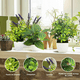 thumbnail image 3 of 4 Macetas Plantas Artificiales Barro Decoración Bonsai Verde, 3 of 5