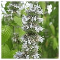 thumbnail image 3 of Everwilde Farms - 1 lb Hairy Wood Mint Native Wildflower Seeds - Gold Vault Bulk Seed Packet, 3 of 3