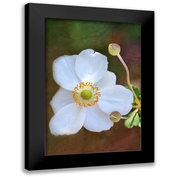 Robertson, Leda 11x14 Black Modern Framed Museum Art Print Titled - Playful Petals II