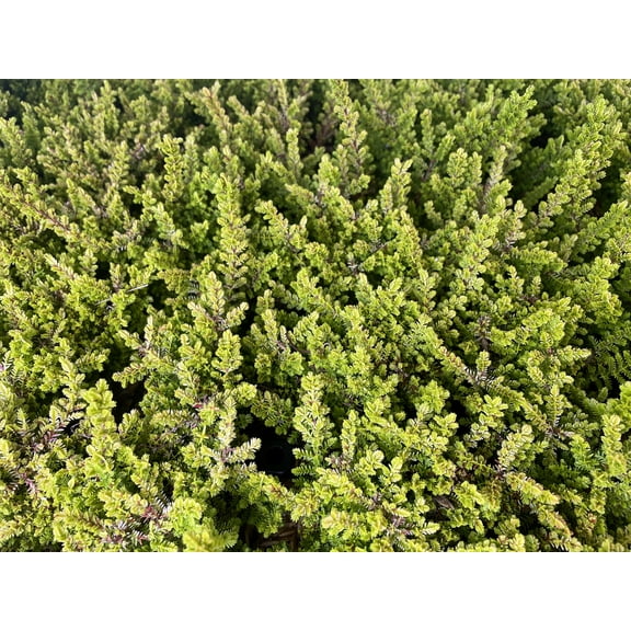 Firefly Scotch Heather - Calluna vulgaris - 4" Pot - Hardy