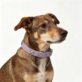 thumbnail image 3 of ZZHZGZ Canada Sale Bone Design Collar for Small Medium Adjustable Puppy Neck Collar Comfortable Breathable Daily Wear, 3 of 4