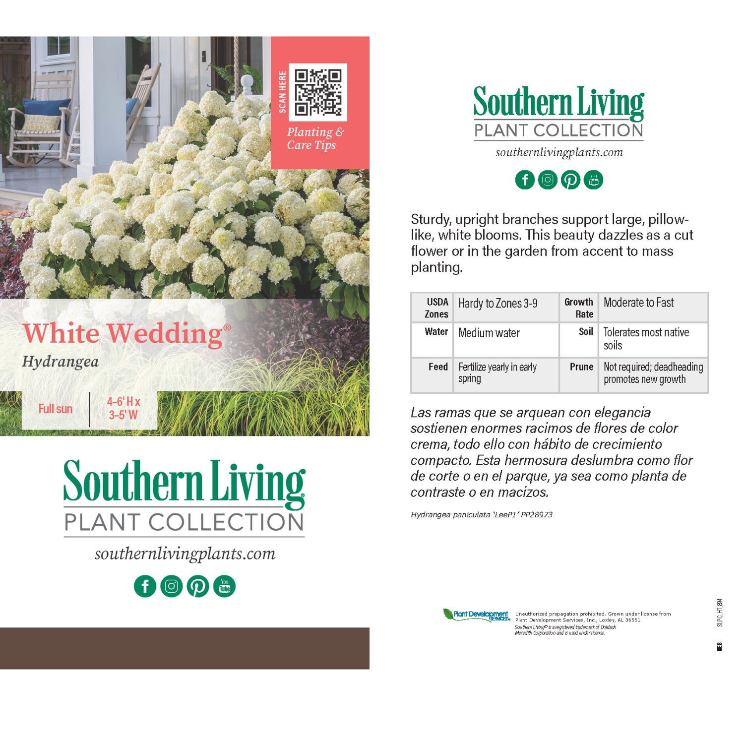 Southern Living White Wedding Paniculata Hydrangea Live Shrub in 2-Gallon Grower Pot