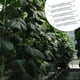 thumbnail image 5 of Ganchos de Tomate Billuyoard 10 Piezas Soporte de Vid de Fruta Flexible, 5 of 6