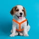 thumbnail image 3 of Pechera Para Mascotas Perro Retro Naranja Gancho Neón Verde Talla Chica Importadora La Merced Ergonómico Altamente Resistente, 3 of 4