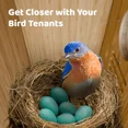 thumbnail image 5 of Birdfy Smart Bird Houses for Outside Solar Powered, 1080P HD Live View Bird House with Camera, Perfect Viewing Bird Nesting and Hatching, Bird Feeder with Camera for Most Birds, 5 of 10