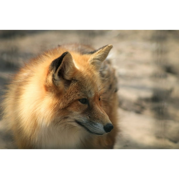 Portrait Animal Beast Wild Red Fox Fox T Zraƒae A A Ka 12 Inch By 18 Inch Laminated Poster With Bright Colors And Vivid Imagery Fits Perfectly In Many Attractive Frames Walmart Com Walmart Com