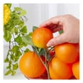 thumbnail image 4 of Drevy Realistic Artificial Oranges for Holiday or Seasonal Decorating, Crafting and Displaying, 4 of 7