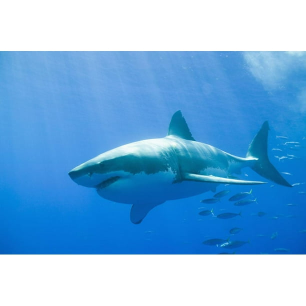 picture Shark Pictures To Print great white shark print wall art by dlillc