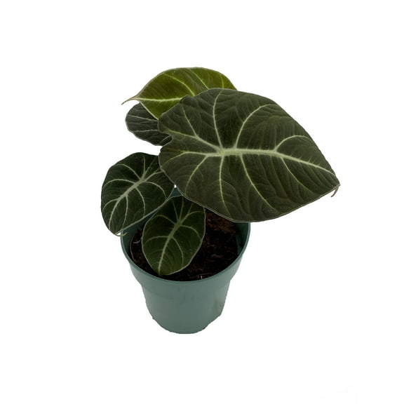 Black Velvet Dwarf Alocasia Plant - Houseplant - 4" Pot