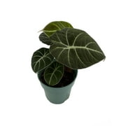 Black Velvet Dwarf Alocasia Plant - Houseplant - 4" Pot