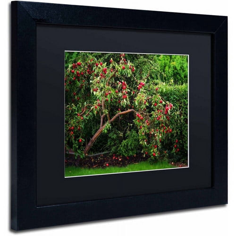 Trademark Fine Art "The Apple Tree" Canvas Art by Philippe Sainte-Laudy, Black Matte, Black Frame