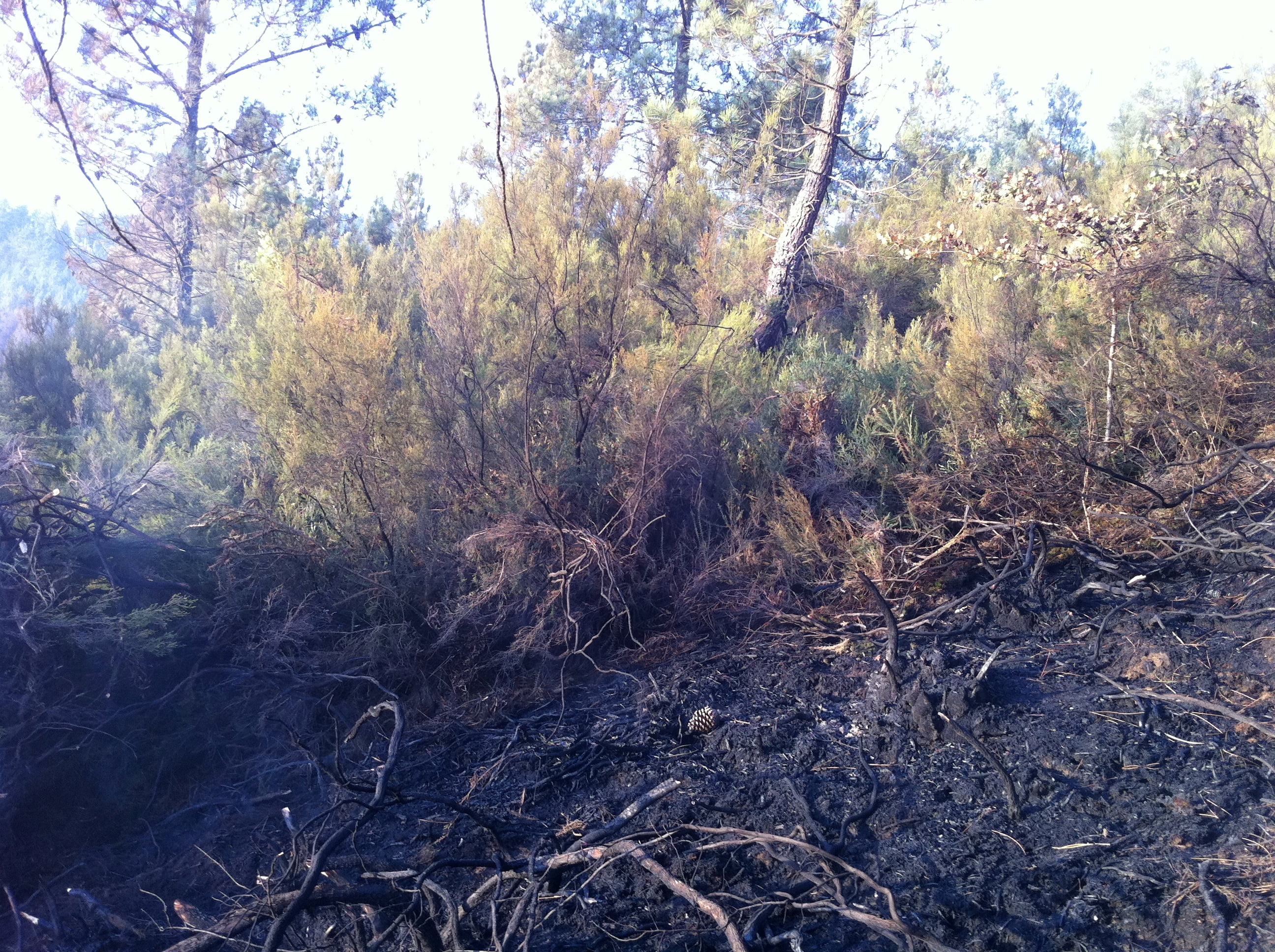 HOME PROTECTION - WILDFIRE SUPPRESSANT FS-01: Non-Toxic and Biodegradable Fire Suppressant