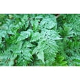 thumbnail image 4 of Rabbit's Foot Fern-Assorted-Adaptable Houseplant  6" Pot, 4 of 20