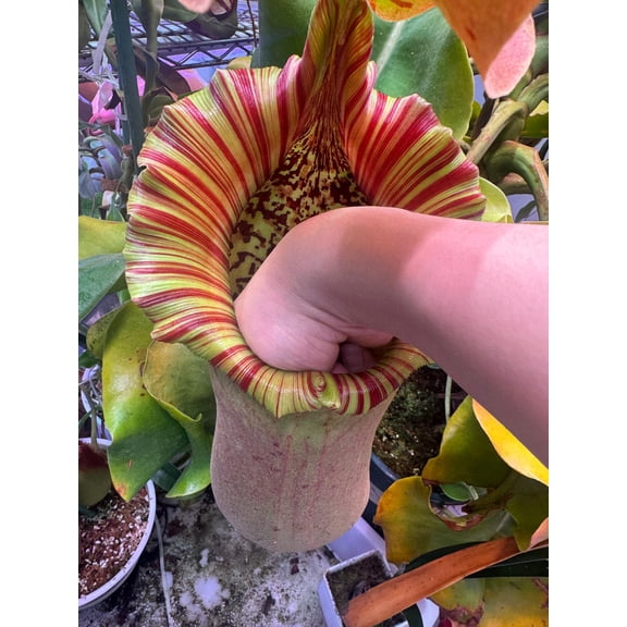 All Year Nepenthes- Garden, Elegant Decoration, Easy Grow, Ideal for Beds Borders, Plant Pots & Planters
