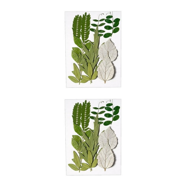 Cateissary Decoración de hojas prensadas en relieve de hojas secas naturales, suministros decorativos para el hogar para tarjetas de boda, velas hoja verde 6 2Conjunto