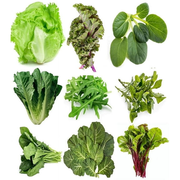 Sunutri Seeds Arugula Plant Seeds, 9 Pack