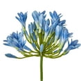 thumbnail image 2 of Hill Interiors Agapanthus Artificial Flower Spray, 2 of 4