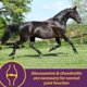 thumbnail image 5 of Suplemento Horse Health Joint Combo Classic de 3,63 kg para caballos, 5 of 8