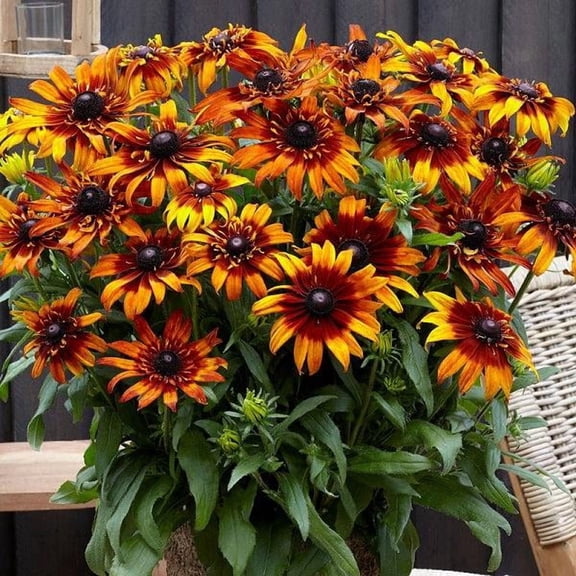Echibeckia 'Summerina Blazing Fire'–Vibrant blooms for pollinators 2 Gallon (Pack of 2)