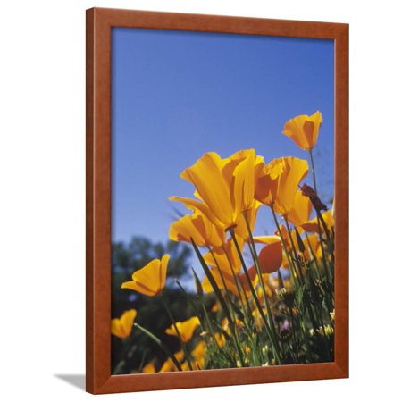 California Poppies, Eschscholzia Californica, the State Flower of California, USA Framed Print Wall Art By Adam Jones