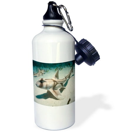 3dRose Two Juvenile Port Jackson sharks in nursury, Heterodontus portus-jacksoni, Albany, Western Australia, Sports Water Bottle, 21oz