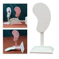 thumbnail image 3 of pitrice Earring Display Stand Muti-purpose Ear-Shape Organizer Holder Bedroom Decor beige, 3 of 9