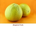 thumbnail image 2 of Bergamot Essential Oil 10 ml (1/3 fl oz) - 100% Pure and Natural by Silky Scents, 2 of 5