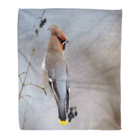 SIDONKU Throw Blanket Warm Cozy Print Flannel Portrait of Bohemian Waxwing Bombycilla Garrulus Feeding on Black Berries One Comfortable Soft for Bed Sofa and Couch 58x80 Inches