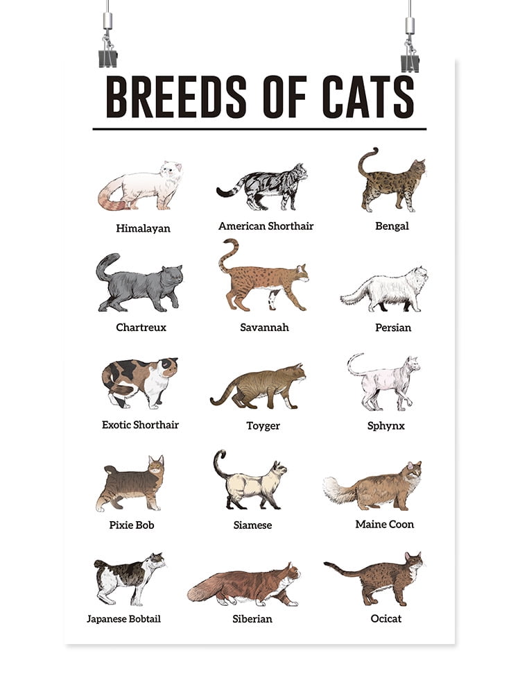 Breeds Of Cats Poster - Smartprints Designs, - Walmart.com