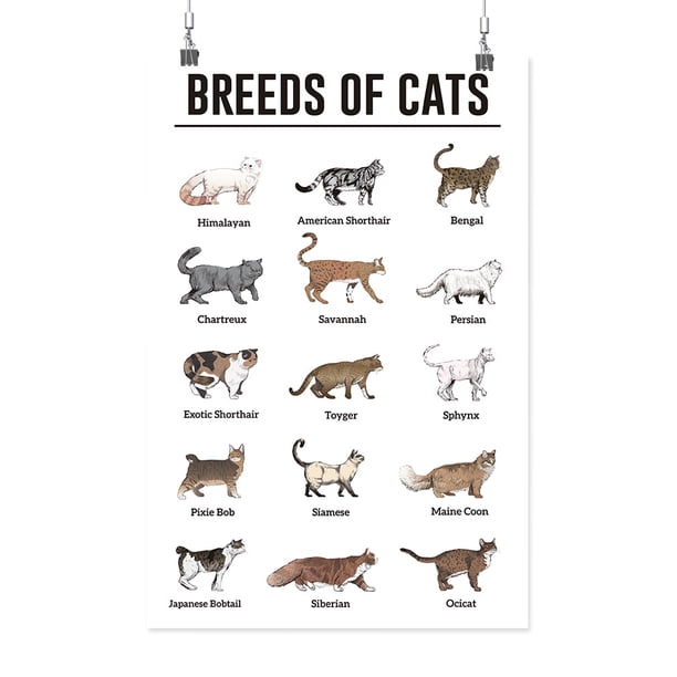 Breeds Of Cats Poster - Smartprints Designs - Walmart.…