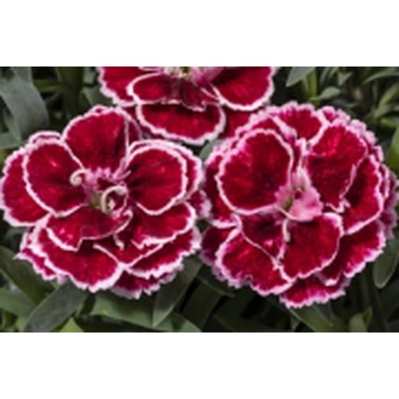 Constant Beauty™ Crush Burgundy Dianthus - 2.5" Pot