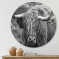 thumbnail image 2 of Close Up Of Scottish Cow On Moorland I 11 in x 11 in Photography Art Prints, by Designart, 2 of 5