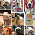 thumbnail image 5 of Dog Knitted Hat, Breathable Dog Ear Muffs Noise Protection Winter Dog Hat For Medium Large Dogs-Grey, 5 of 5