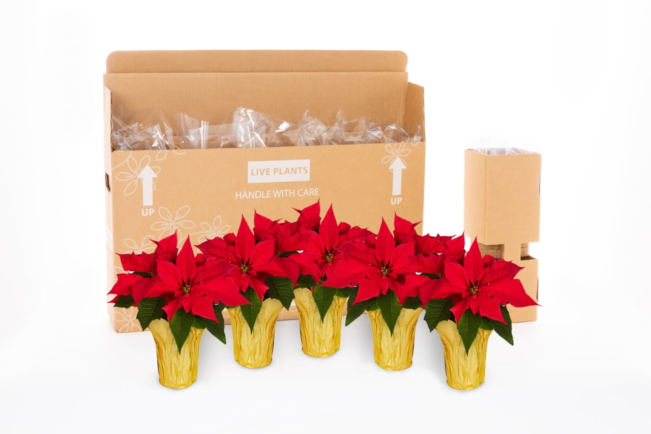 Holiday Time 1QT White Poinsettia Live Annual Houseplant Sun 5-Pack