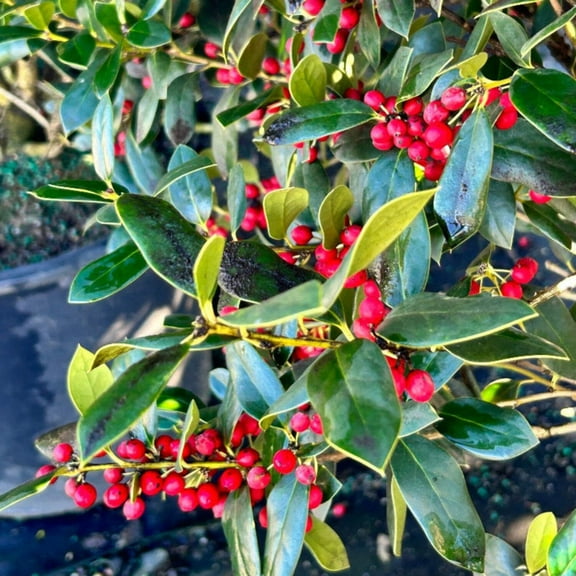 GoBuyPlants Ilex Needlepoint ~ Holly - 3 Gal