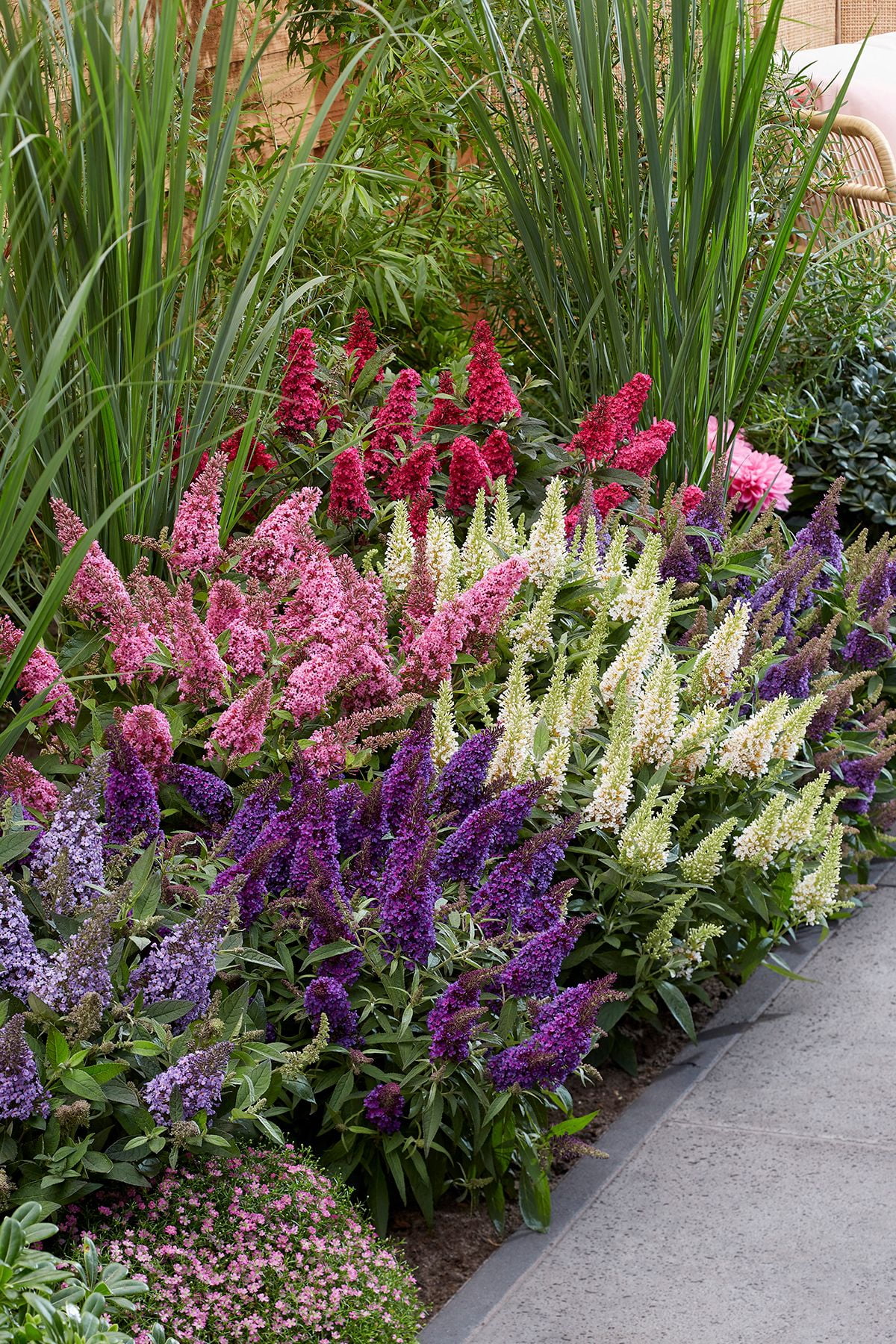 Buddleia Butterfly Candy® Lil' 'Taffy'™ (2.5 Quart) Pink Flowering Perennial - Full Sun