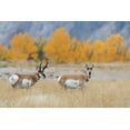 thumbnail image 2 of Archer, Ken 14x11 Gold Ornate Wood Framed with Double Matting Museum Art Print Titled - Pronghorn pair, 2 of 4