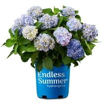 Endless Summer The Original Reblooming Hydrangea Live Shrub in 2-Gallon Grower Pot