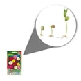 thumbnail image 2 of Semillas Dalia Enana Variada Vita, 2 of 5