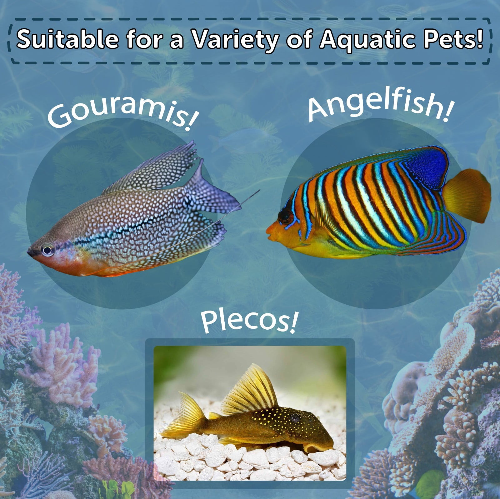 Bloodworm Glass Sticking 42% Protein Tablets for Angels, Tetras, Guppies, Cichlids, All Community Tropical Fish 2-lbs Bag