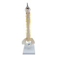 thumbnail image 3 of Spine Model Vertebral Column Anatomical for Kids Learning Display Classroom hanging, 3 of 9