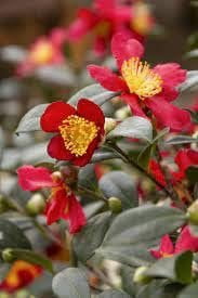 Camellia Sasanqua Yuletide I 1 Extra Large 3 Gallon Plant I Red Flowering Bright Red Winter Blooms, Live Plant for Indoor & Outdoor Gardens