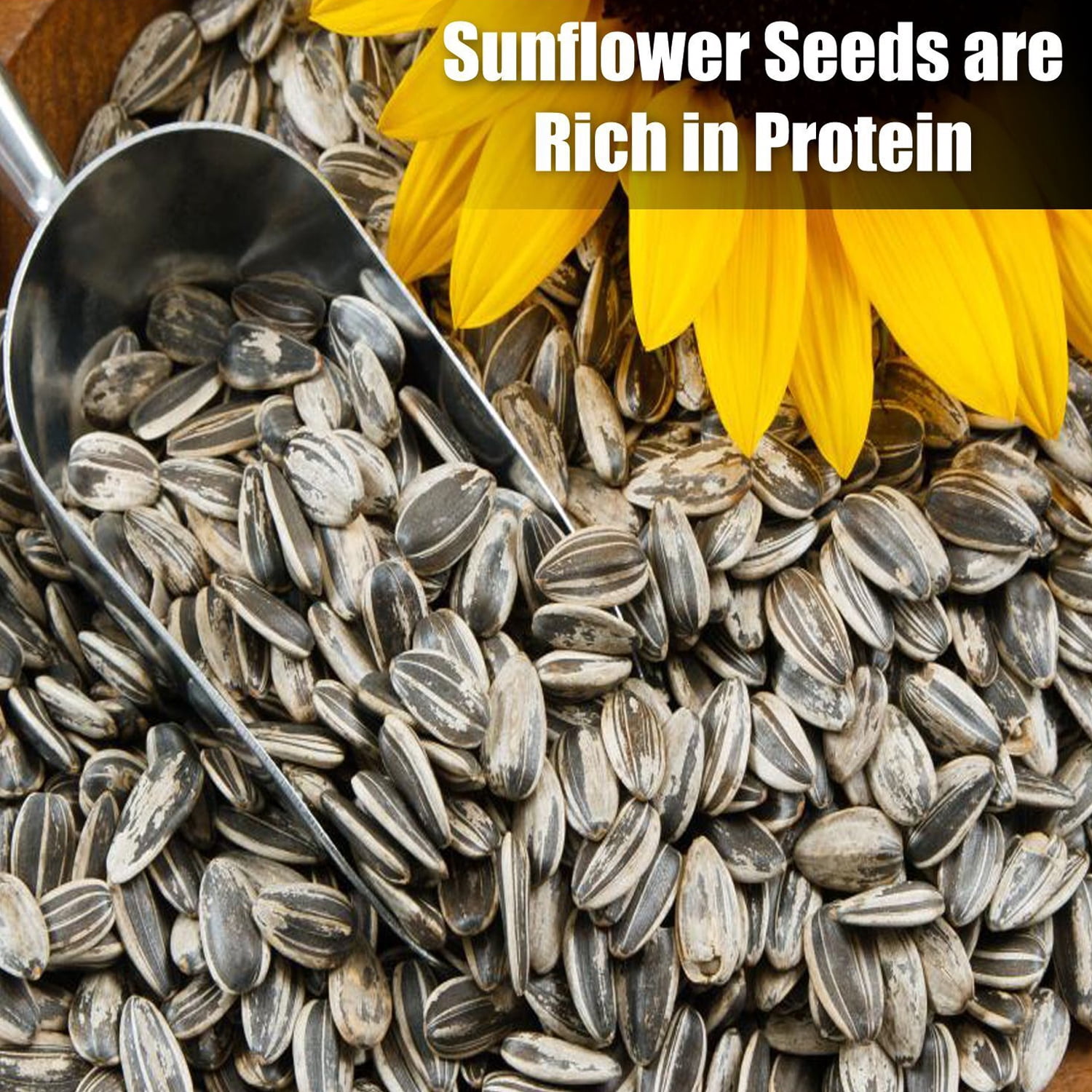 Old Potters Wildlife Striped Sunflower Seeds for Birds and Wildlife, Non-GMO & USA Grown, Organic, Small Farm